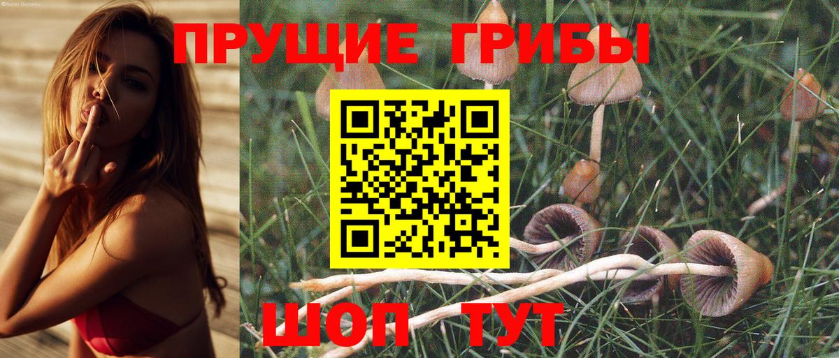 где продают   Вход с VPN  Заинск  Псилоцибиновые грибы ЛСД 